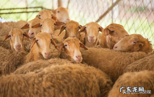 草埠湖为什么叫草埠湖 湖北当阳草埠湖