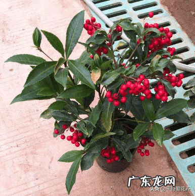 黄金风水 黄金 风水