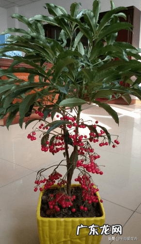 黄金风水 黄金 风水