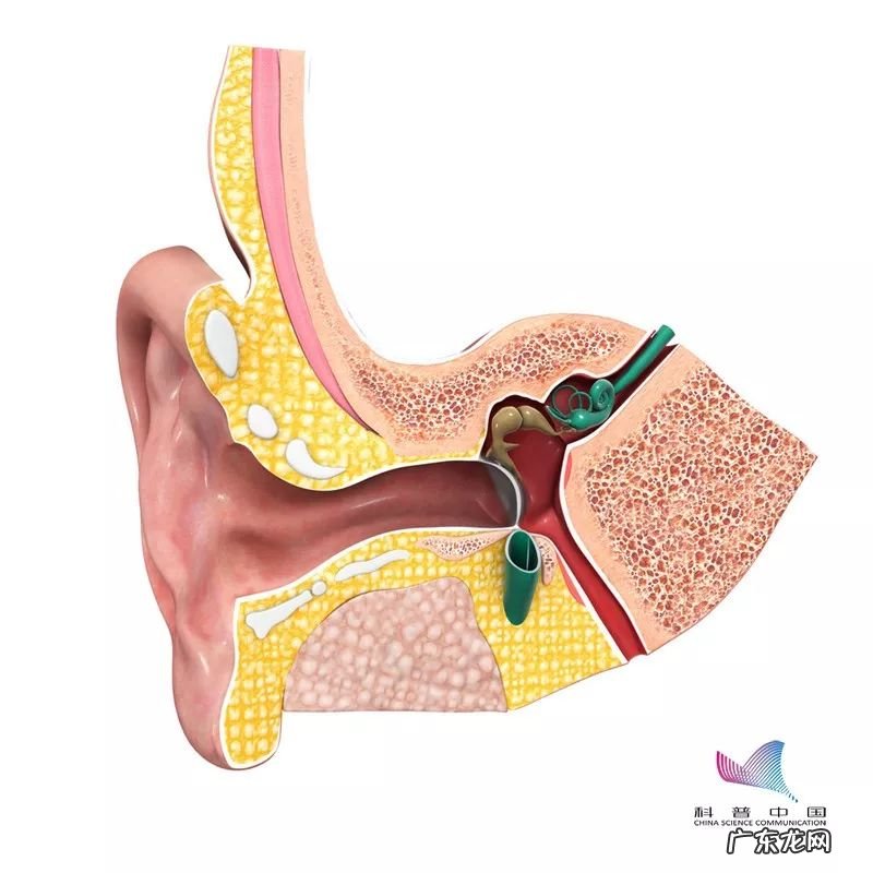 怎么掏耳朵正确方法 自己怎么掏耳朵
