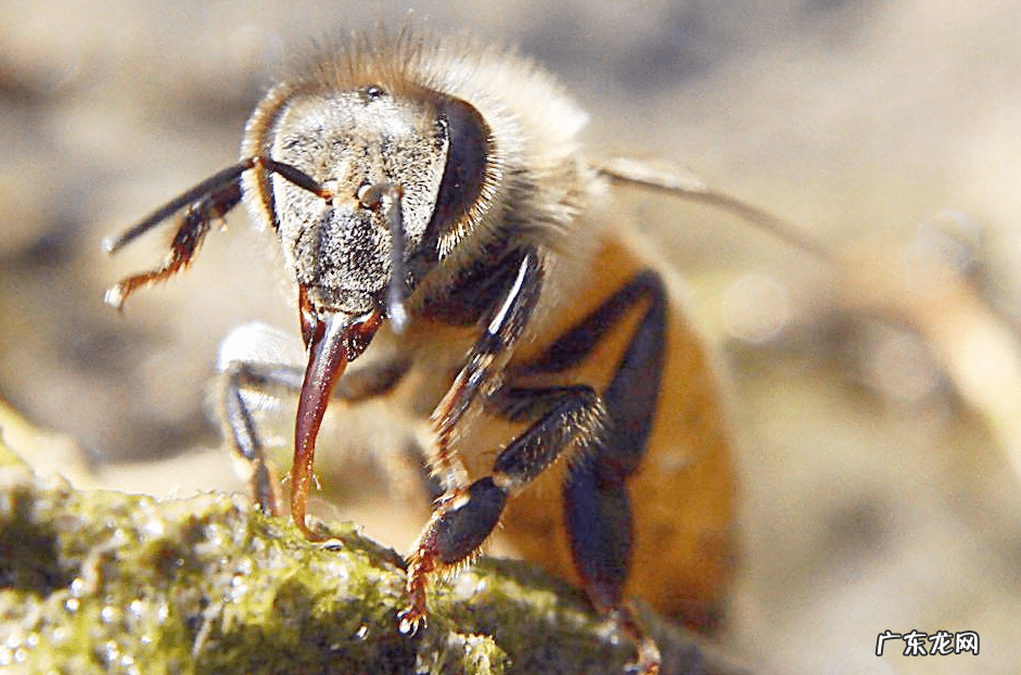 家里蜘蛛多风水说法 蜘蛛进家好吗