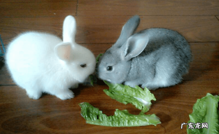 家里蜘蛛多风水说法 蜘蛛进家好吗