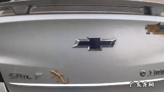 家里 壁虎 风水 家门口出现壁虎的风水