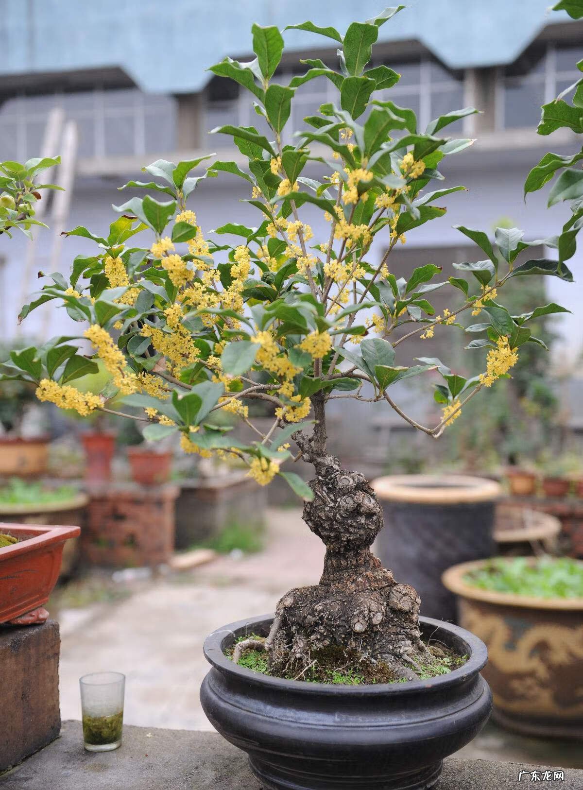 庭院十大风水树 风水发财树一盆种几棵