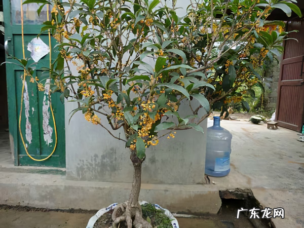 庭院十大风水树 风水发财树一盆种几棵