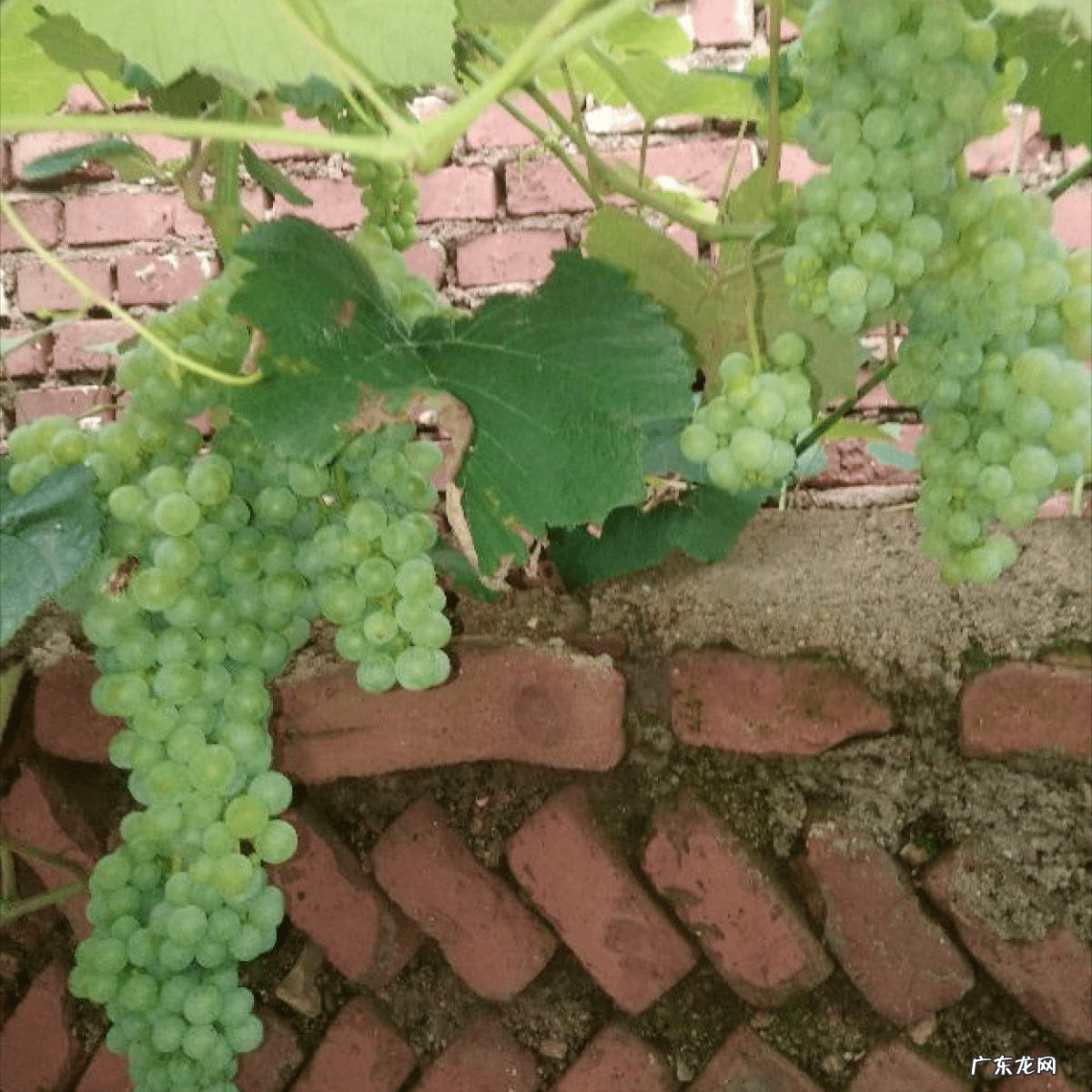 庭院十大风水树 风水发财树一盆种几棵