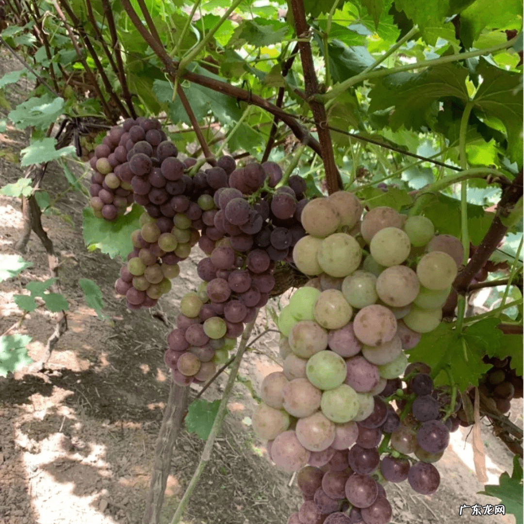 庭院十大风水树 风水发财树一盆种几棵