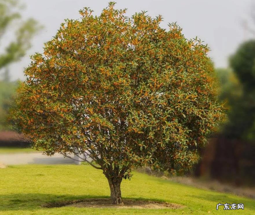 庭院十大风水树 风水发财树一盆种几棵