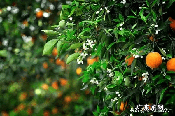 室外 风水树有哪些(家里风水树有几种)