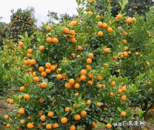 室外 风水树有哪些(家里风水树有几种)
