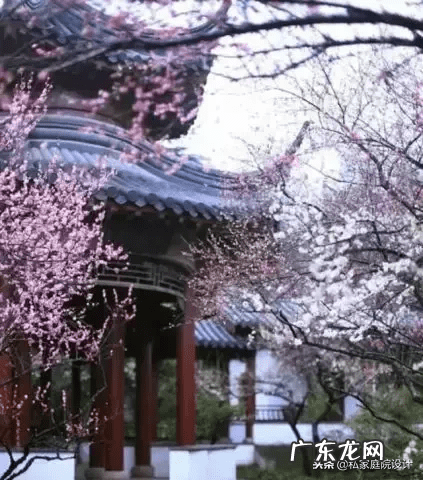 室外 风水树有哪些(家里风水树有几种)