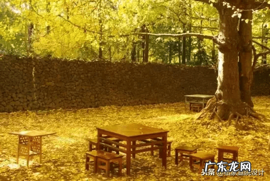 室外 风水树有哪些(家里风水树有几种)