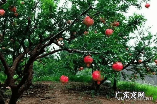 室外 风水树有哪些(家里风水树有几种)