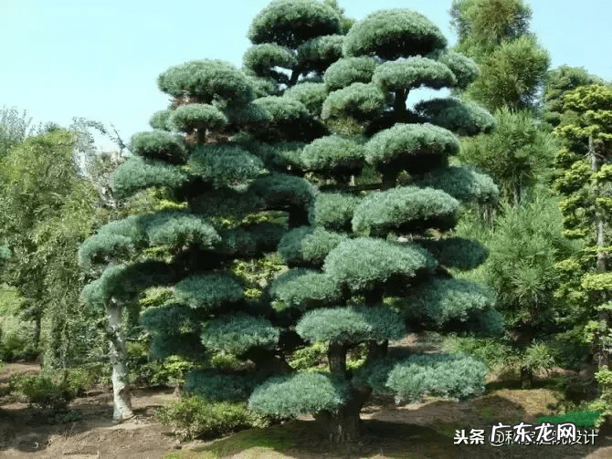 室外 风水树有哪些(家里风水树有几种)