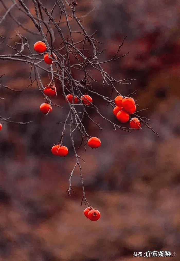 室外 风水树有哪些(家里风水树有几种)