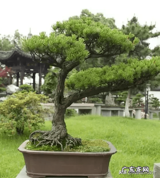 室外 风水树有哪些(家里风水树有几种)