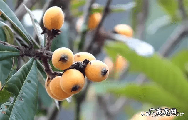 室外 风水树有哪些(家里风水树有几种)