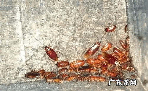 古德温勇士 古德温已经死了