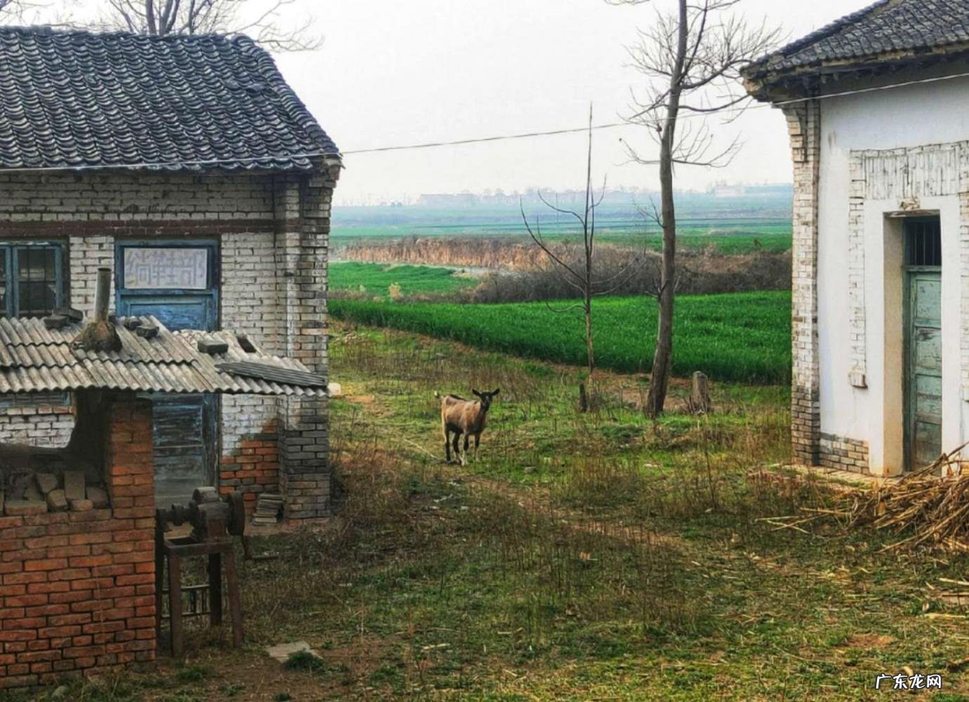 《村居》的诗意 村居的诗意详解怎么写