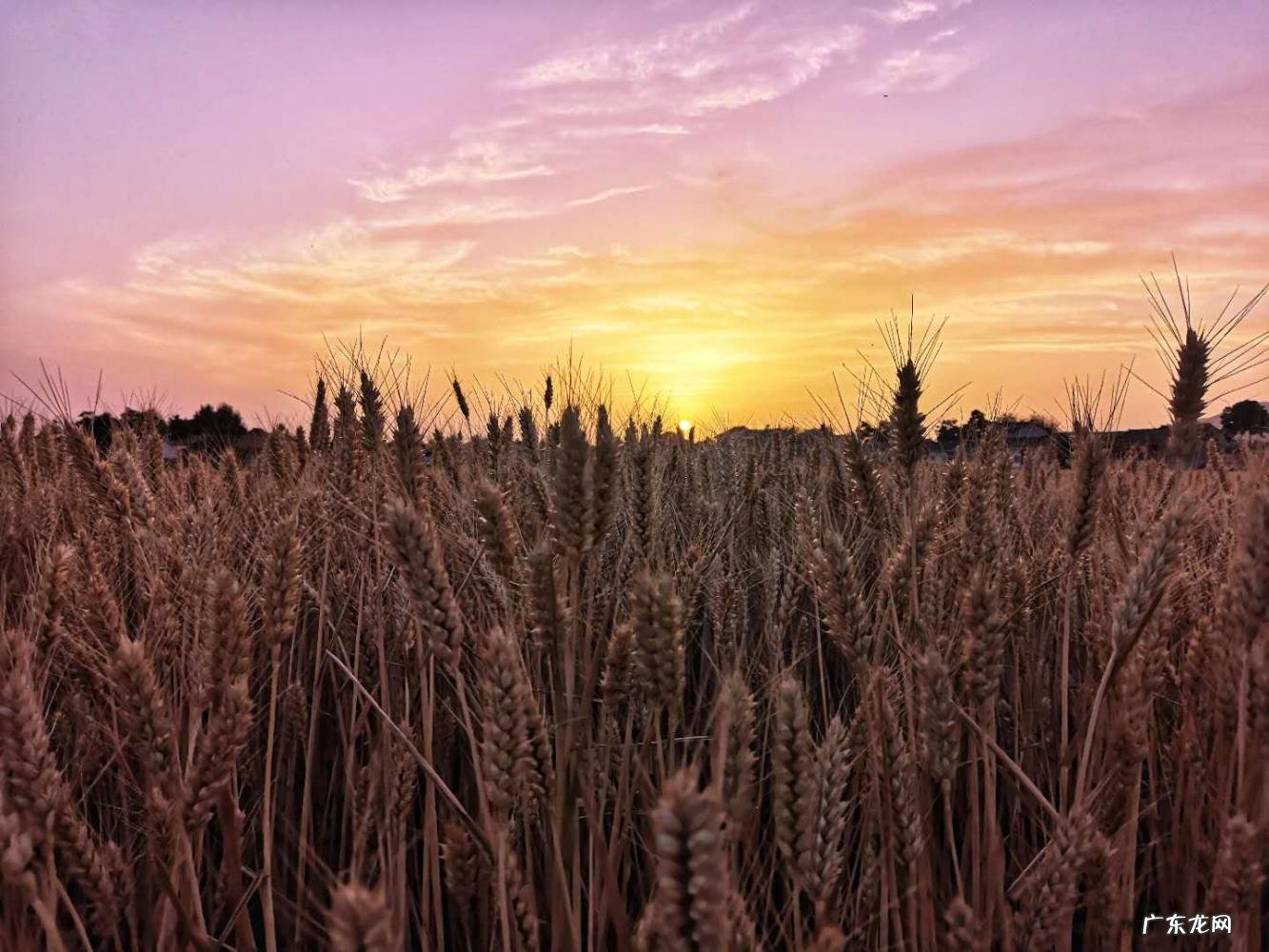 《村居》的诗意 村居的诗意详解怎么写