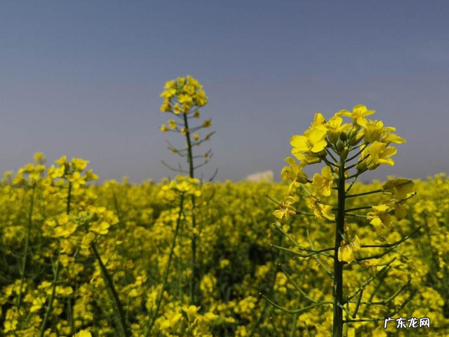 《村居》的诗意 村居的诗意详解怎么写