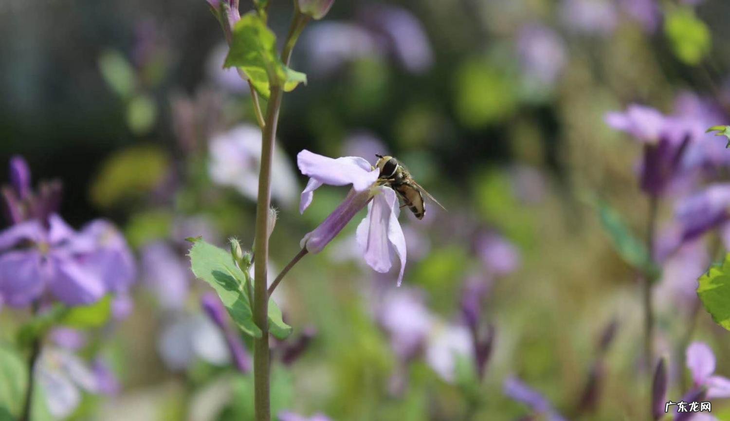《村居》的诗意 村居的诗意详解怎么写