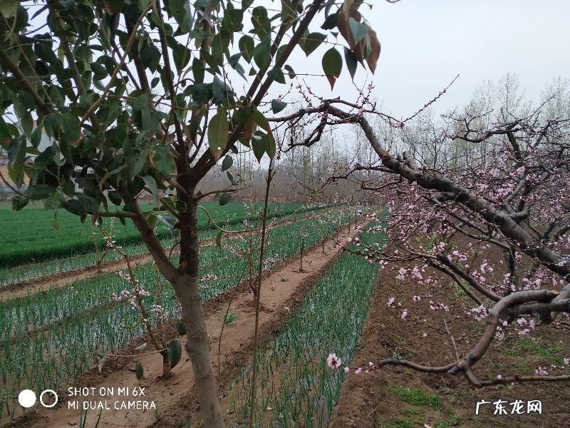 桃花几点开花时间 一天 桃花什么时候开什么时候谢
