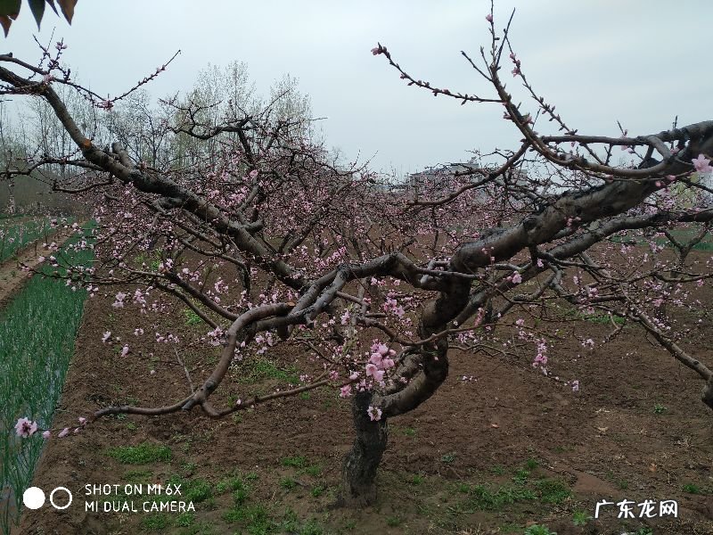 桃花几点开花时间 一天 桃花什么时候开什么时候谢