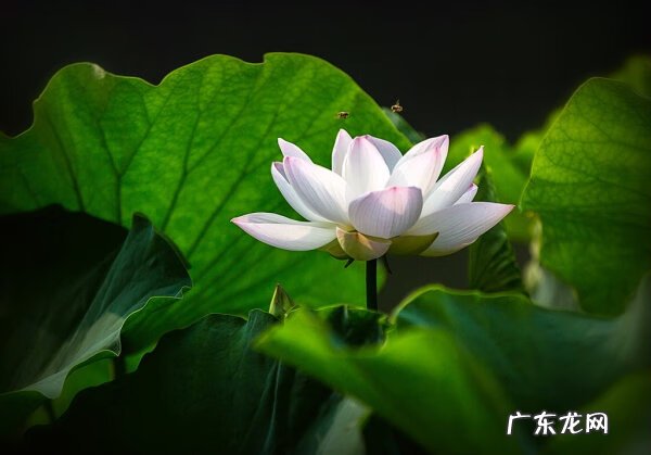 莲子怎么破口 莲子怎样破开