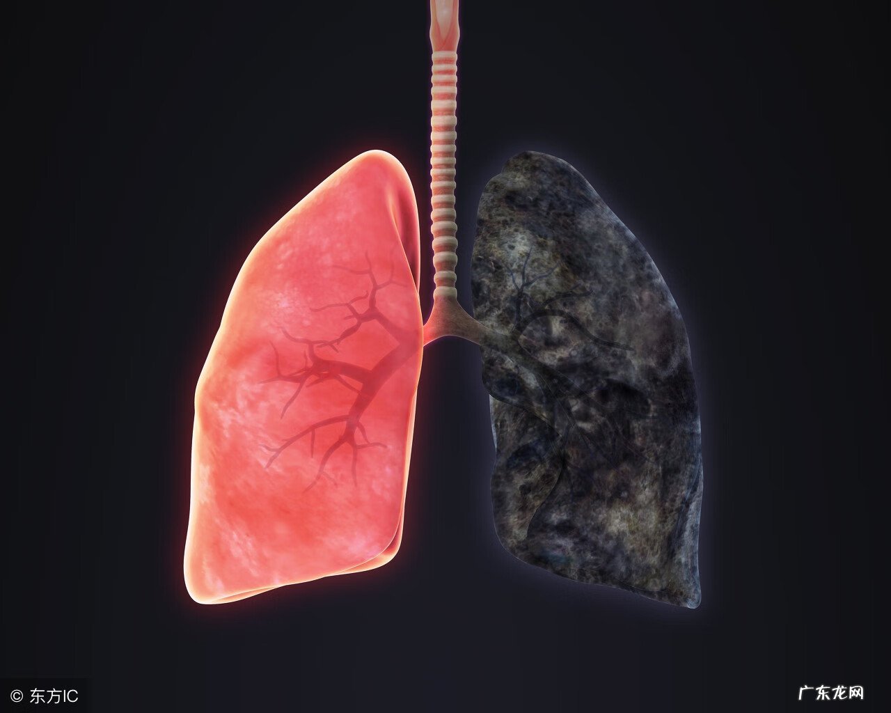 衣原体感染是怎么引起的 衣原体感染是什么病