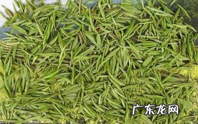 什么人不适合喝毛尖茶 喝毛尖的好处与坏处