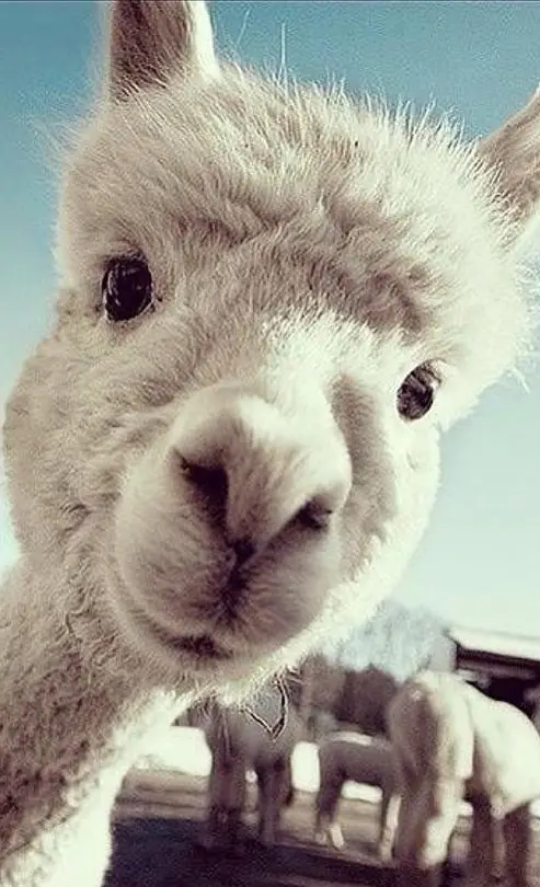 羊驼吐口水说明什么电表箱向皮 羊驼为什么吐口水图片