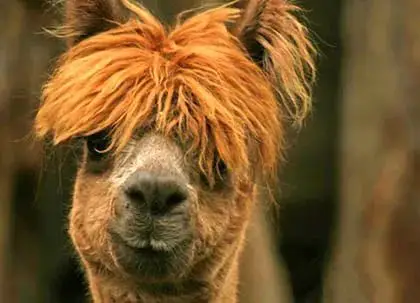 羊驼吐口水说明什么电表箱向皮 羊驼为什么吐口水图片