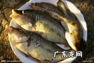 三个鱼念什么犇什么意思 三个鱼念什么字怎么读音