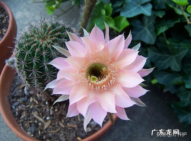 十大风水宝地 仙人掌放在哪里风水好