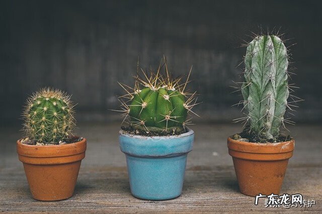 十大风水宝地 仙人掌放在哪里风水好