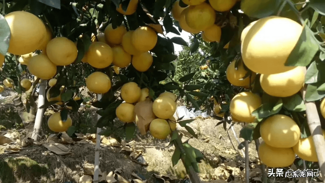西柚 葡萄柚 葡萄柚和柚子有什么区别