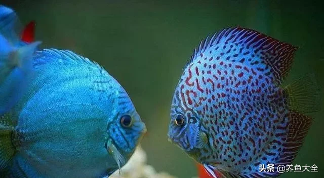 鱼缸里的水草多好还是少好 鱼缸鱼的数量风水讲究分什么鱼