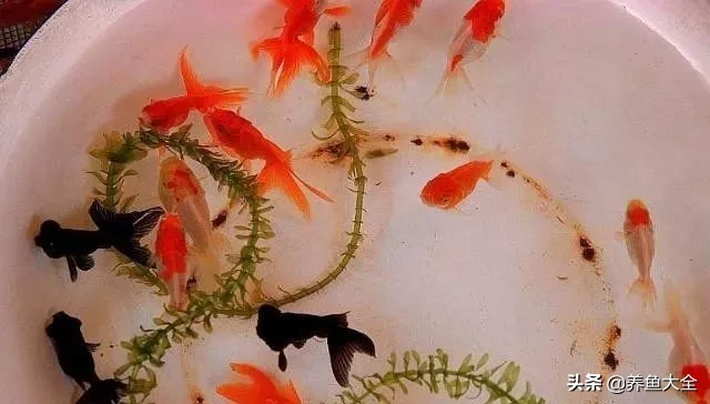 鱼缸里的水草多好还是少好 鱼缸鱼的数量风水讲究分什么鱼