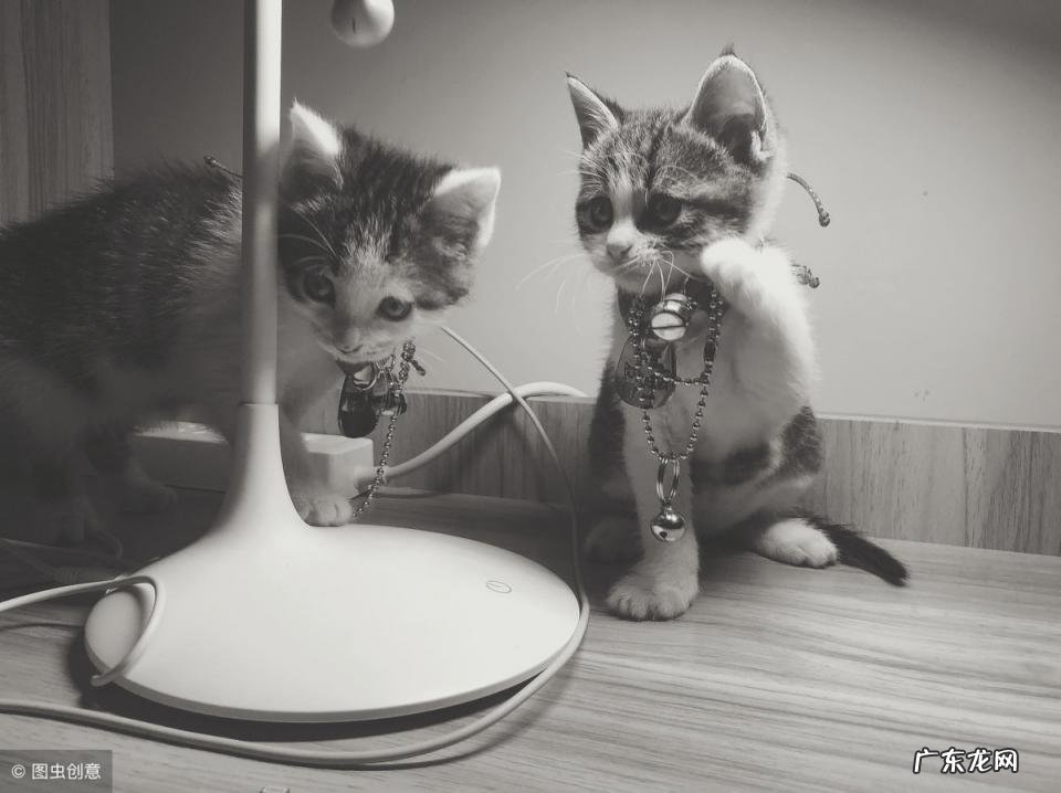 简短搞笑超级沙雕小故事视频 睡前一百个幽默小故事20字