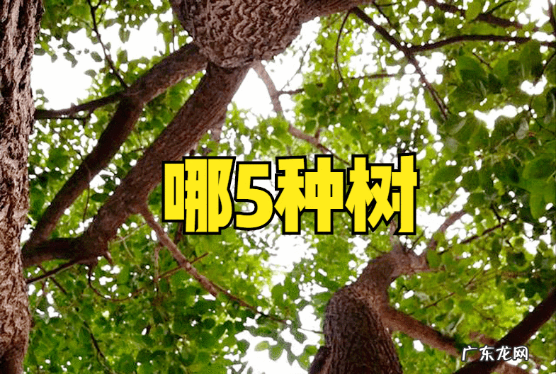 桃树种家里影响风水吗 风水学院子里种桃树好吗