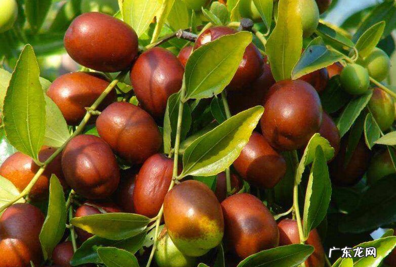 桃树种家里影响风水吗 风水学院子里种桃树好吗