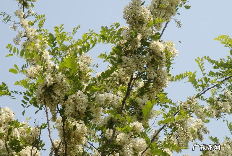 桃树种家里影响风水吗 风水学院子里种桃树好吗