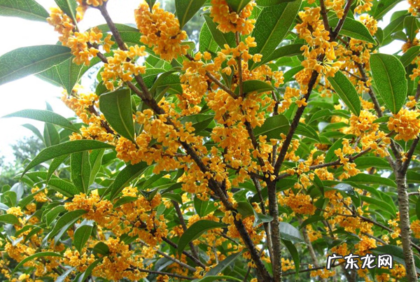 桃树种家里影响风水吗 风水学院子里种桃树好吗