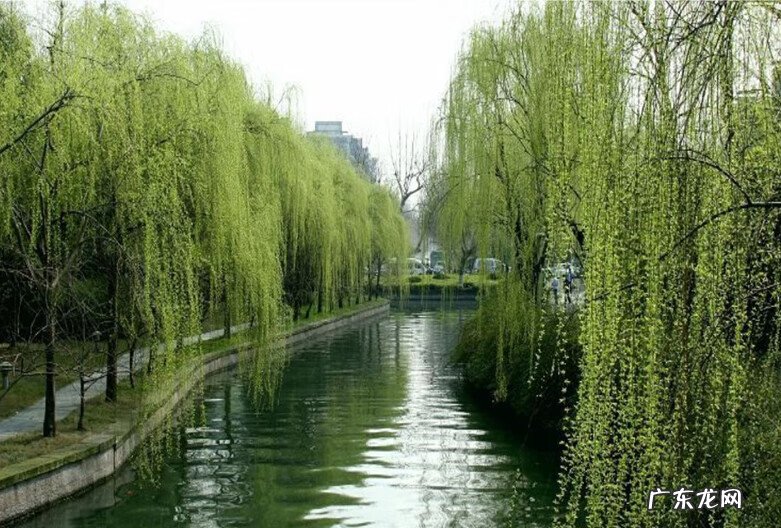 桃树种家里影响风水吗 风水学院子里种桃树好吗