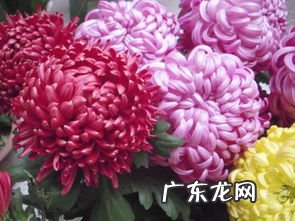 蓬勃向上的蓬勃 澄澈的意思解释