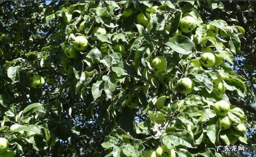 云南野苹果 野苹果和苹果的区别