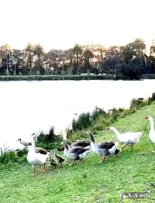 善意的谎言素材 善意的谎言故事大全