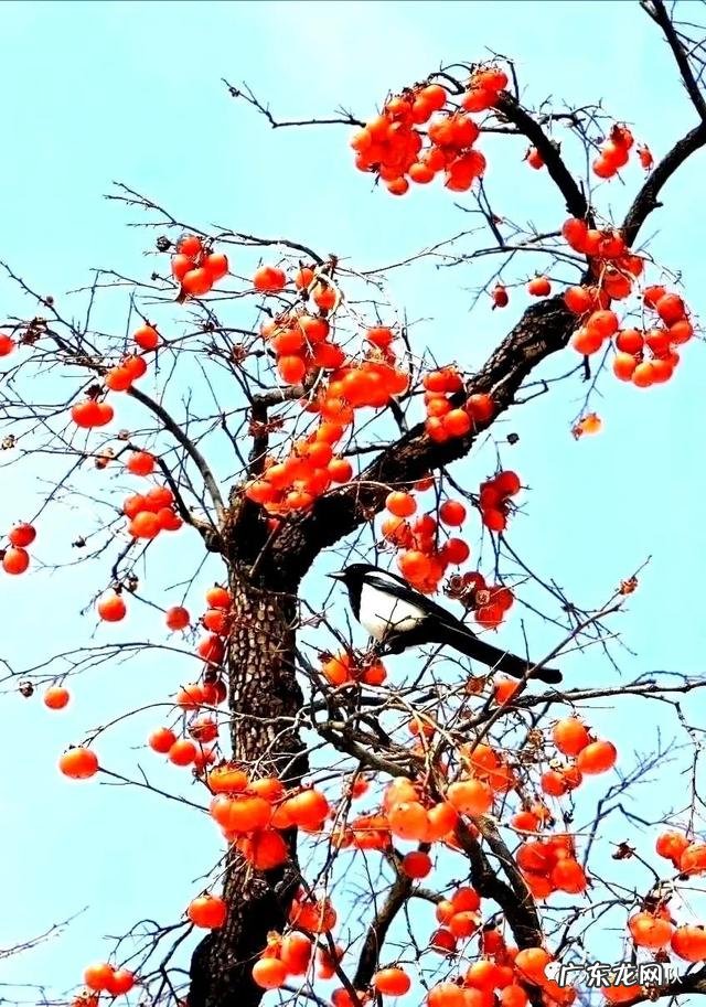 善意的谎言素材 善意的谎言故事大全