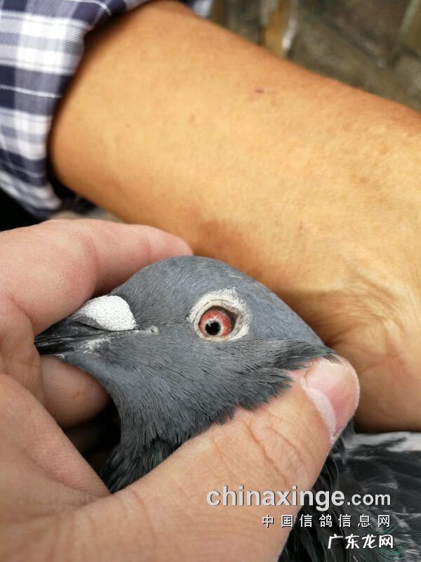 血之游戏冠军是谁 冠军之血